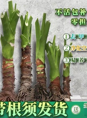 滴水观音易活绿植阳台客厅去甲醇