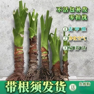 大叶滴水观音盆栽室内阳台客厅绿植霸王芋水培土养植物吸甲醇易活