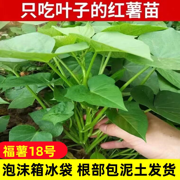 食叶型红薯叶苗广西农家蔬菜食用地瓜叶番薯叶专吃叶子的红苕尖秧