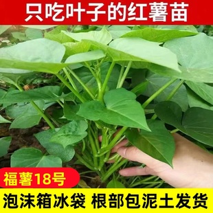 食叶型红薯叶苗广西农家蔬菜食用地瓜叶番薯叶专吃叶子的红苕尖秧