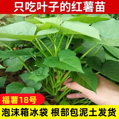 专吃叶子的红薯叶苗现拔加冰发货