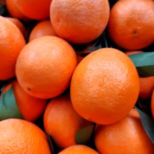 包邮正宗5000克雷波脐橙精品果礼盒装地理标志产品