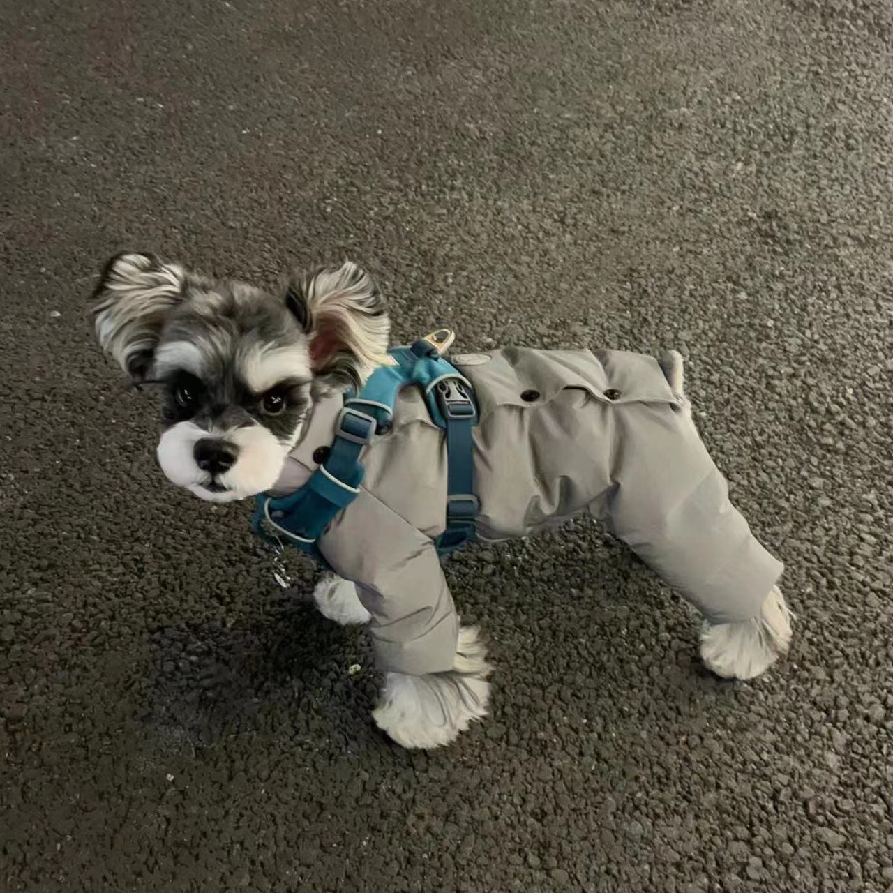 宠物衣服冬装狗狗秋冬2025新款保暖四脚衣小型犬比熊加厚羽绒服