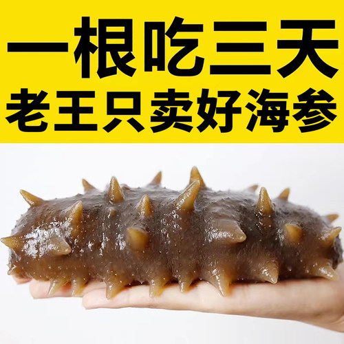 一根吃三天礁藏参王野生大连海参