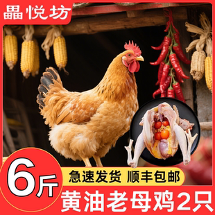 老母鸡2斤农家散养批发商用土鸡炖汤走地鸡淘汰蛋鸡新鲜现杀