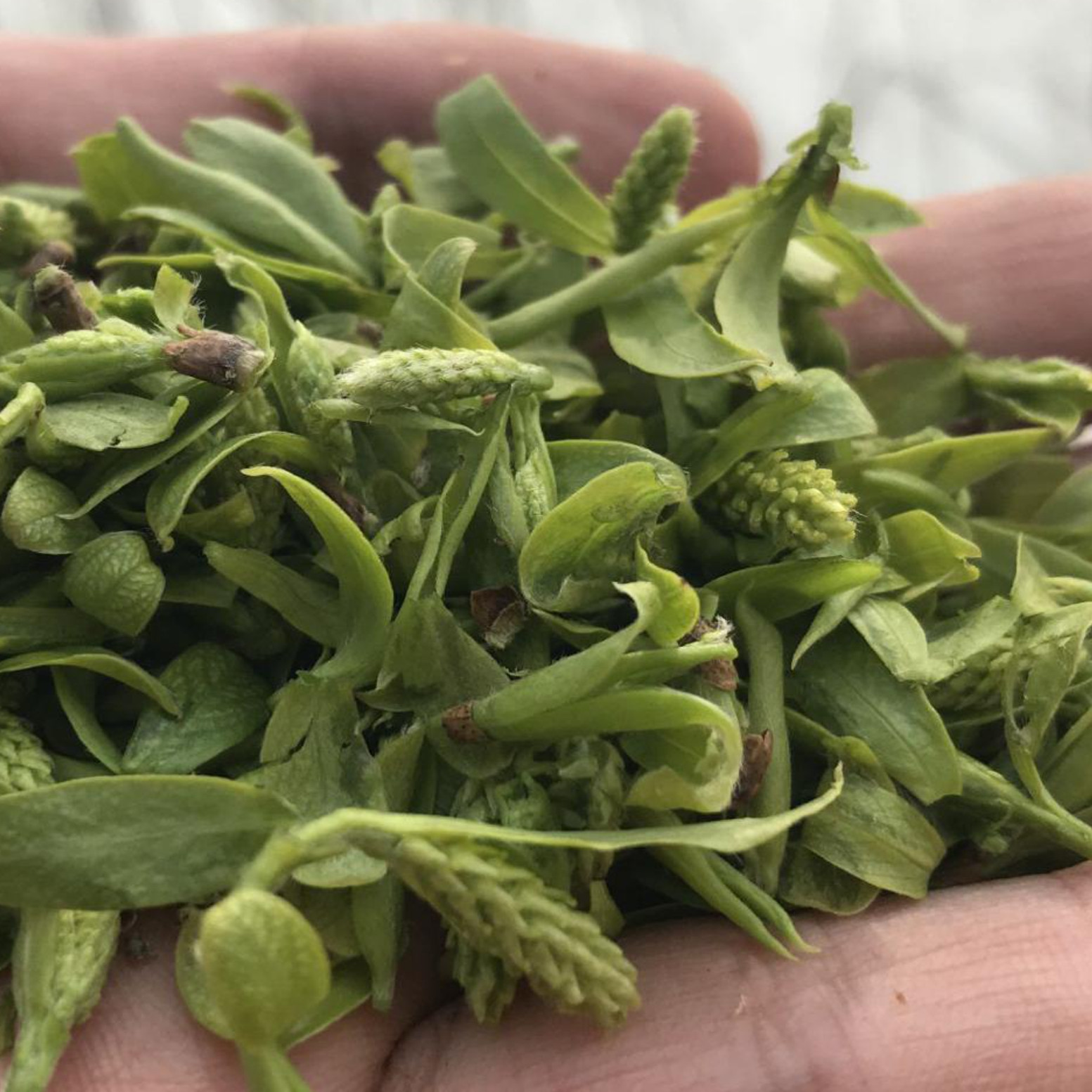 26年野生新鲜柳芽野生柳树芽农家蒸菜柳树嫩芽泡茶新货柳芽茶包邮