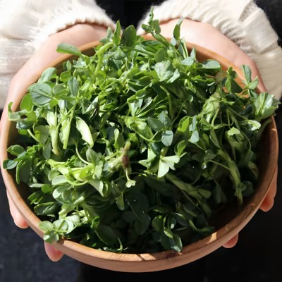 25年头茬新鲜苜蓿菜现摘蔬菜当季农家食用山野菜苜蓿芽苜蓿草包邮