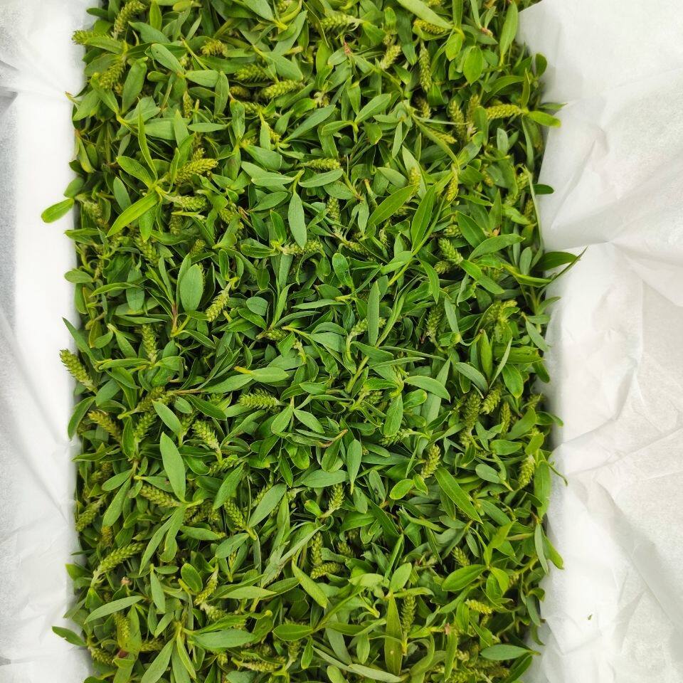 26年野生新鲜柳芽野生柳树芽农家蒸菜柳树嫩芽泡茶新货柳芽茶包邮