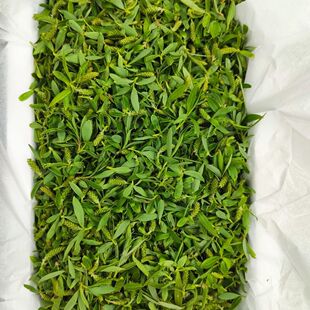 25年野生新鲜柳芽野生柳树芽农家蒸菜柳树嫩芽泡茶新货柳芽茶包邮