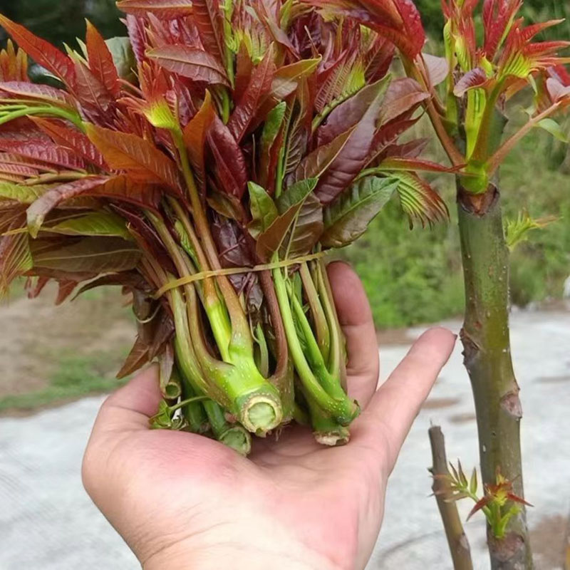 农家新鲜香椿芽现货深山红油香椿头特产菜野菜红叶香椿3斤包邮