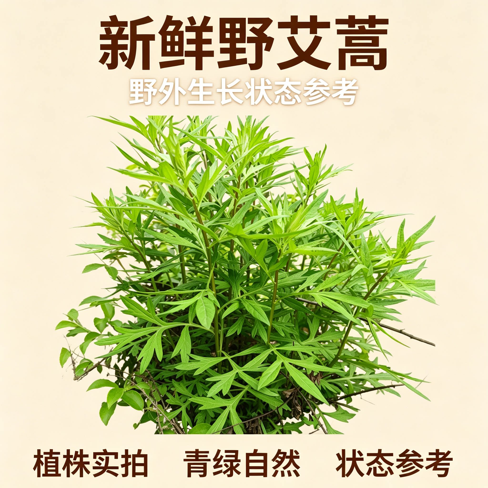 山野现采新鲜野艾蒿 带根带叶原生艾蒿 生鲜草本原料