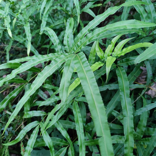 贵州凤尾草风尾蕨欧洲凤尾蕨鸡脚草鸡爪草金鸡尾凤凰草井兰草500g