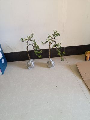 文人瓜子黄杨盆景造型优美四季常青