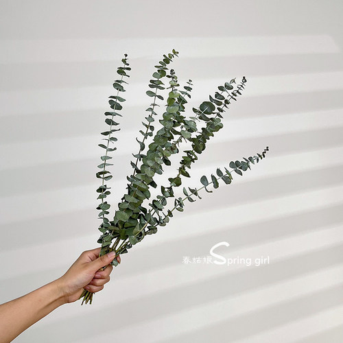 尤加利叶干花花束树枝家居摆设