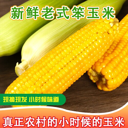 新鲜采摘老式笨玉米非甜非糯玉米