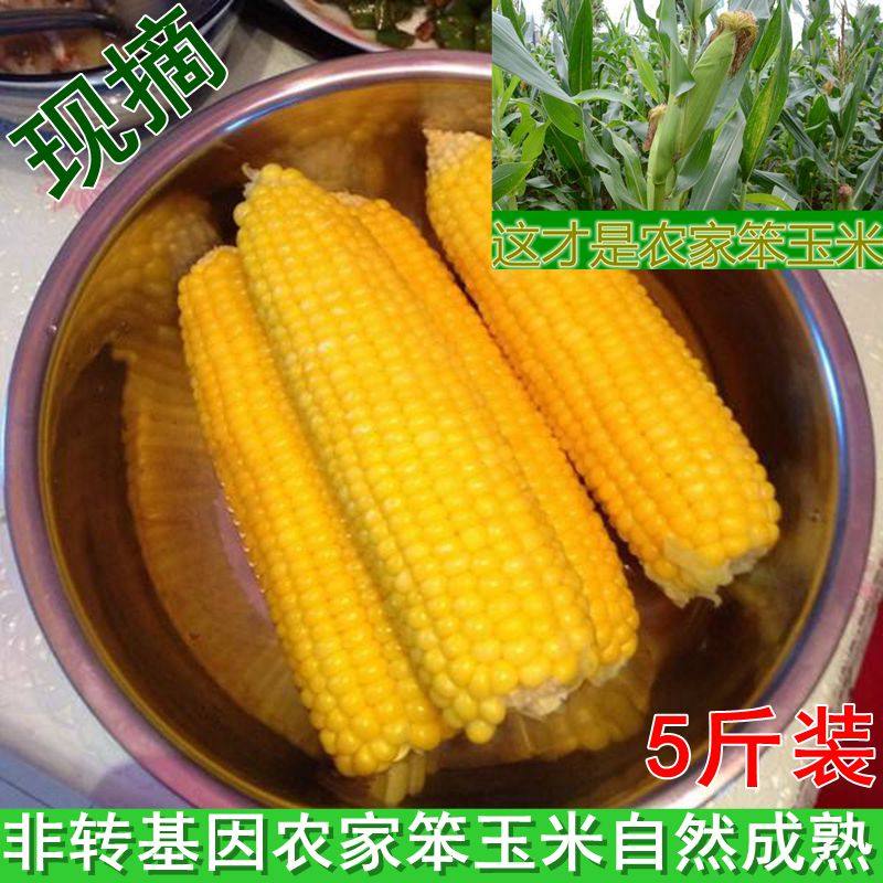 新鲜苞米棒零食笨生玉米笨棒子黄玉米老式山东农家特产老玉米包
