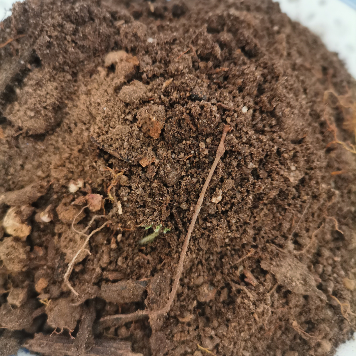 华山土高山土深山土壤自然土湿润土西岳土植物矿物质拍2件起包邮