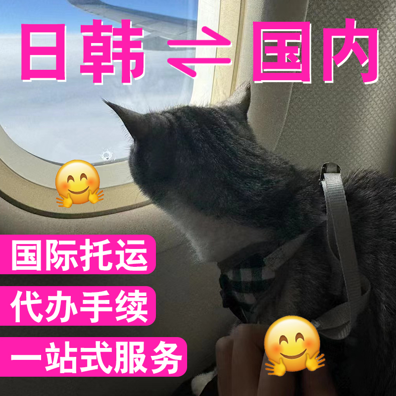 国际宠物运输托运猫狗航空客舱出入境手续全球出国文件日本韩国