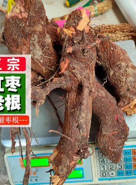 枣树根正宗枣树老根500克包邮