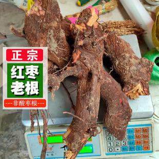 百年老根枣树根 红枣树根枣树根部野生枣树根250克包邮买3送1