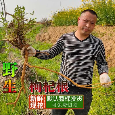 现挖河南根四送一野生