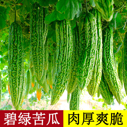 高产疙瘩绿苦瓜种子盆栽四季菜籽