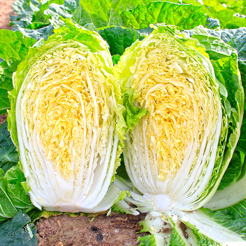 山东胶州大白菜种子黄心种籽孑四季青菜籽种秋季菜籽抗病菜种大全