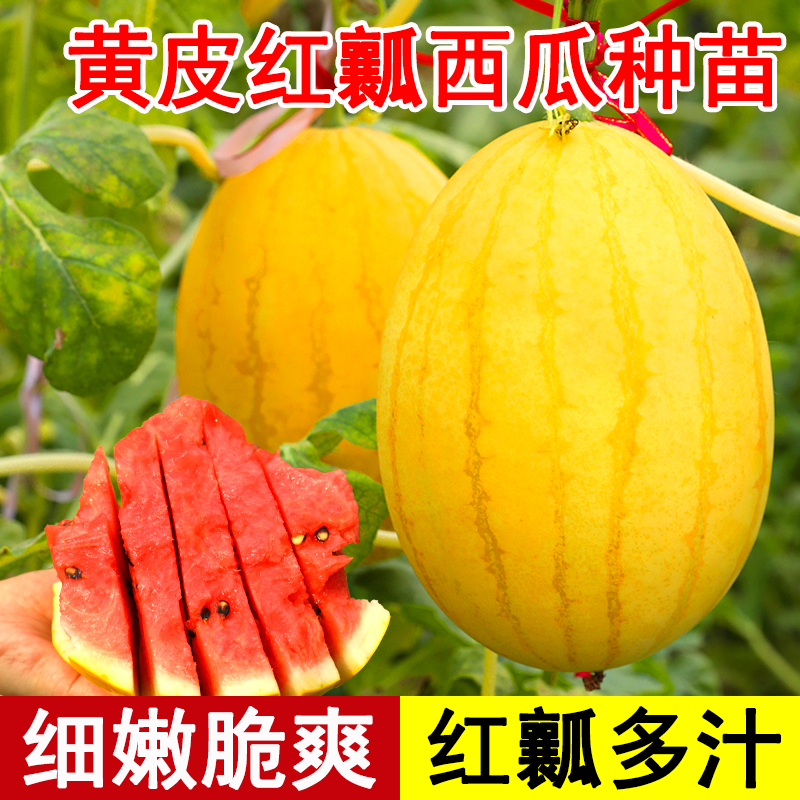 黄皮红瓤西瓜种子苗早熟超甜多汁金玲珑籽种小型礼品瓜夏四季阳台 - 实物图