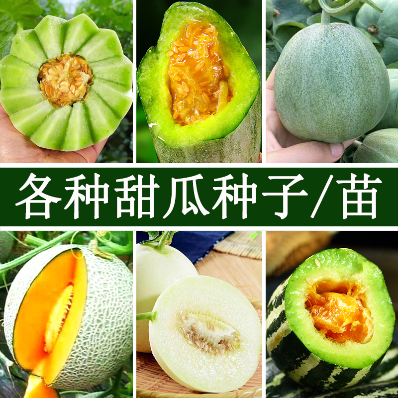 羊角蜜甜瓜种子蔬菜秧苗高产四季