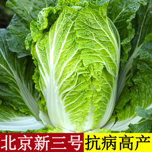 北京新三号大白菜种子秋季高产