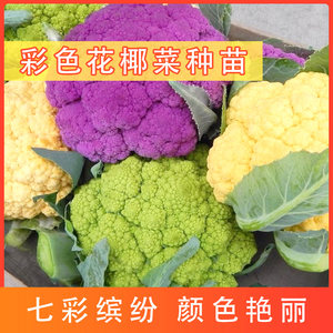 宝塔菜花价格 宝塔菜花图片 星期三