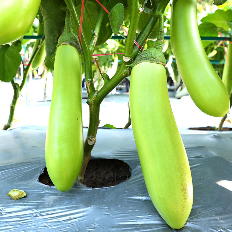 绿长茄种子苗线茄种籽孑茄子大全四季阳台盆栽蔬菜秧苗高产南方种