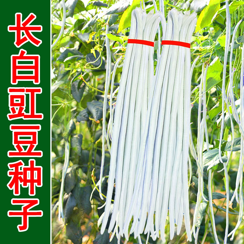 白豇豆种子特长白条豆角种籽图片
