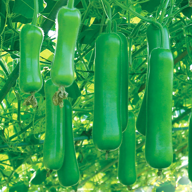 瓠瓜种子瓠子瓜早熟高产耐热春秋季蔬菜种孑种籽短蒲瓜菜葫芦瓜苗