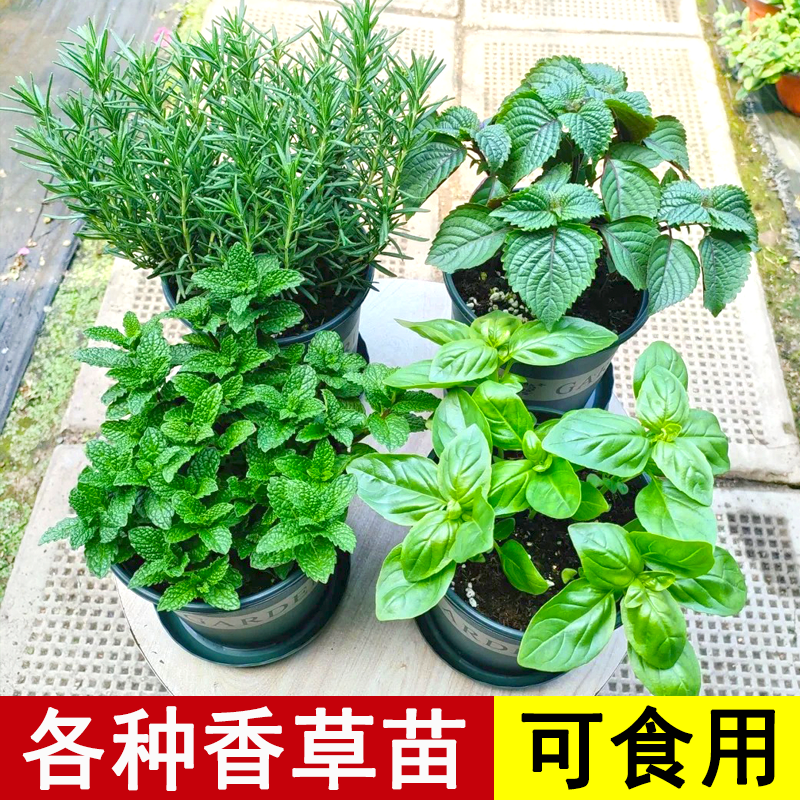 薄荷苗春夏多年生四季种植秧苗