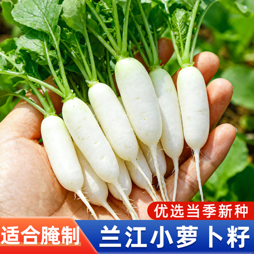 兰江小白萝卜种子腌制阳台盆栽种