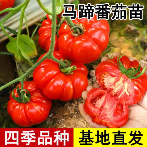 马蹄大番茄种子苗秧苗传家宝菜苗