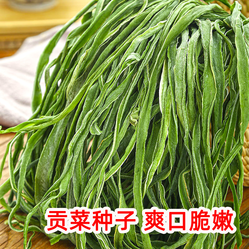 贡菜种子四季耐高温特色蔬菜