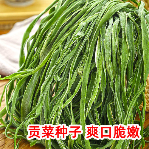 贡菜种子四季耐高温特色蔬菜