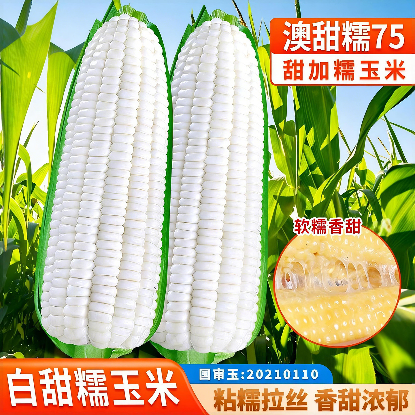 白甜糯玉米种子澳甜糯75白高产大棒超甜水果玉米籽种国审苞米种子,鲜花速递/花卉仿真/绿植园艺,家庭园艺种子,淘宝优惠券,粉丝福利购,淘宝优惠卷