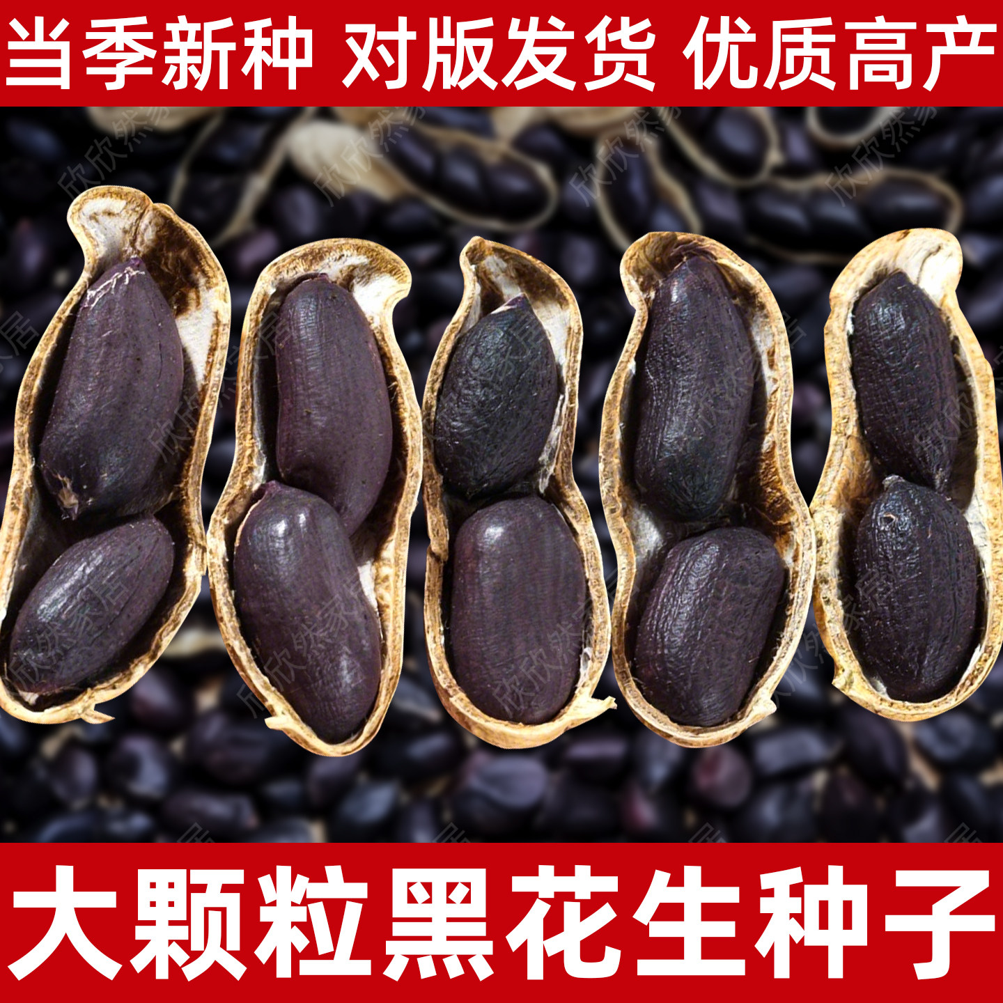 山东黑花生种子特大高产优质大粒图片
