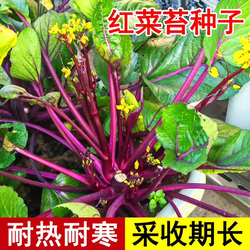 红菜苔种子菜心四季蔬菜