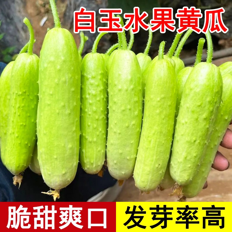 海阳白玉黄瓜种子种籽旱脆奶油水果黄瓜苗秧苗四季籽种蔬菜孑大全图片