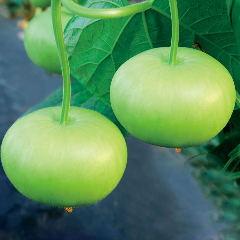 苹果瓠瓜种籽短瓠瓜四季种植圆弧