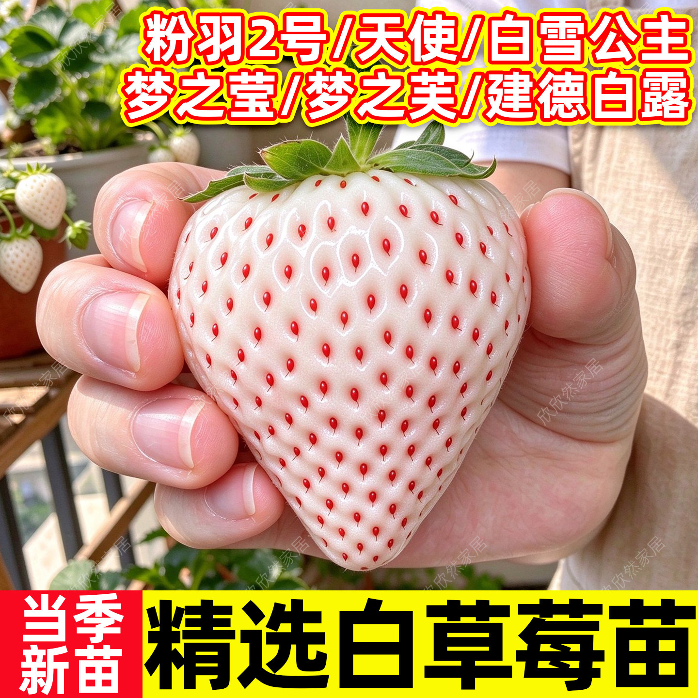 白草莓苗秧优质穴盘苗粉玉2号白雪天使奶油草莓四季盆栽成活率高