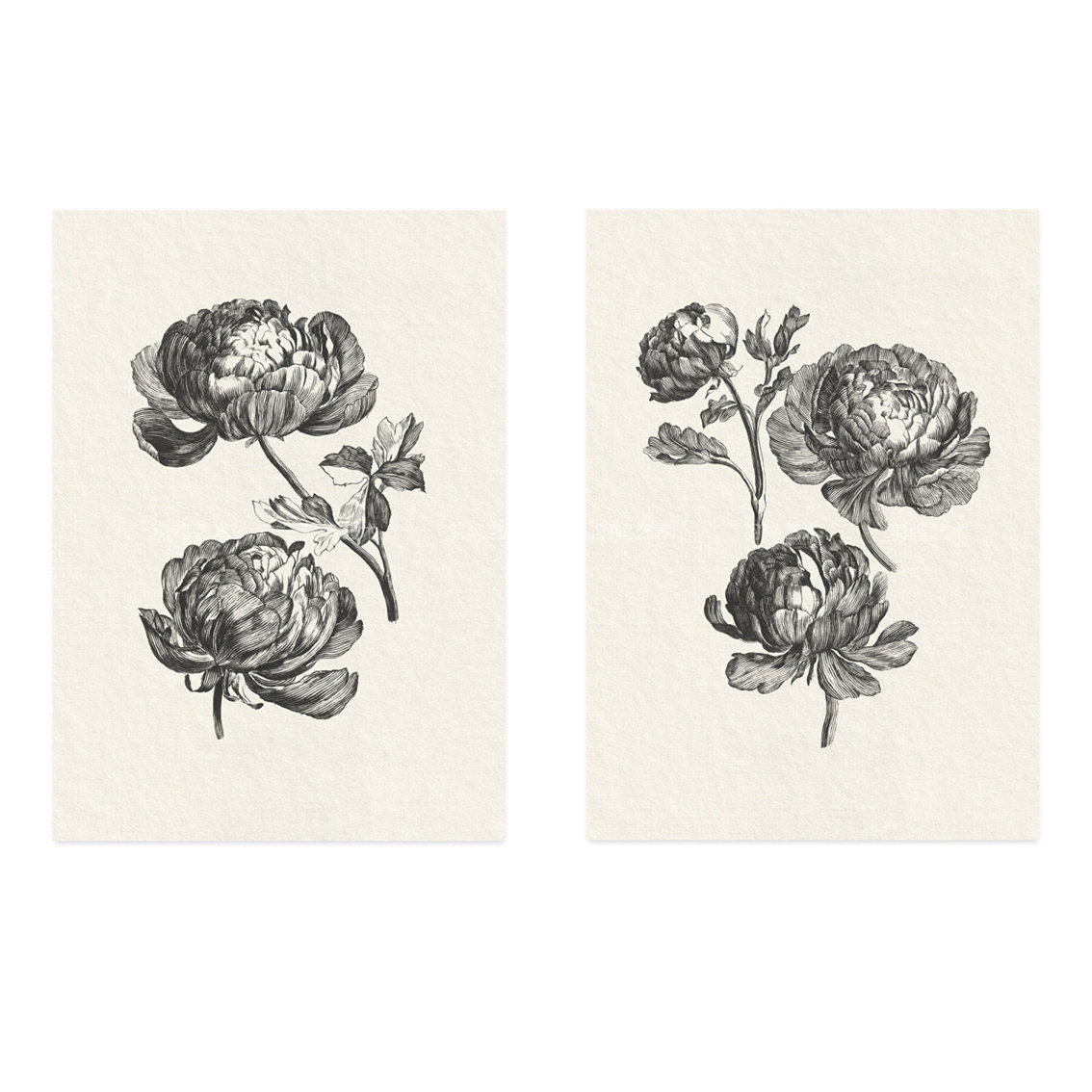 黑白芍药 复古植物素描插画 家居装饰画相框画芯  艺术纸质海报画