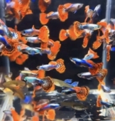 孔雀鱼苗60条19.9热带观赏鱼苗淡水冷水小型小鱼好养耐活耐养凤尾