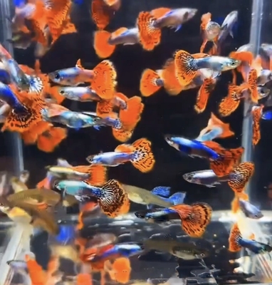 孔雀鱼苗60条19.9热带观赏鱼苗淡水冷水小型小鱼好养耐活耐养凤尾