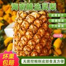 正宗金钻凤梨 海南应季