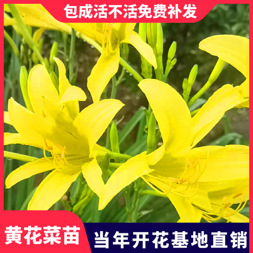 黄花菜种苗食用黄花菜苗根金针菜